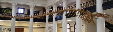 Basilosaurus cetoides fossil at the Alabama museum of natural history