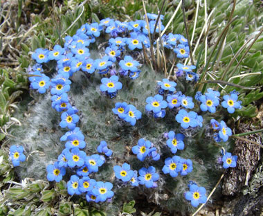 Alpine forget-me-not flowers