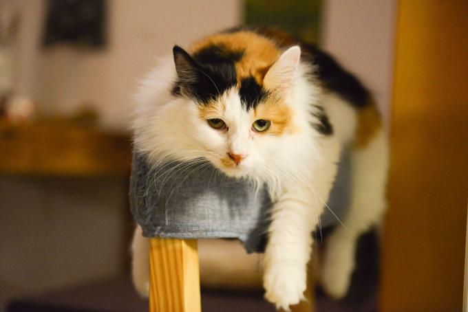 Calico cat resting on a cushion