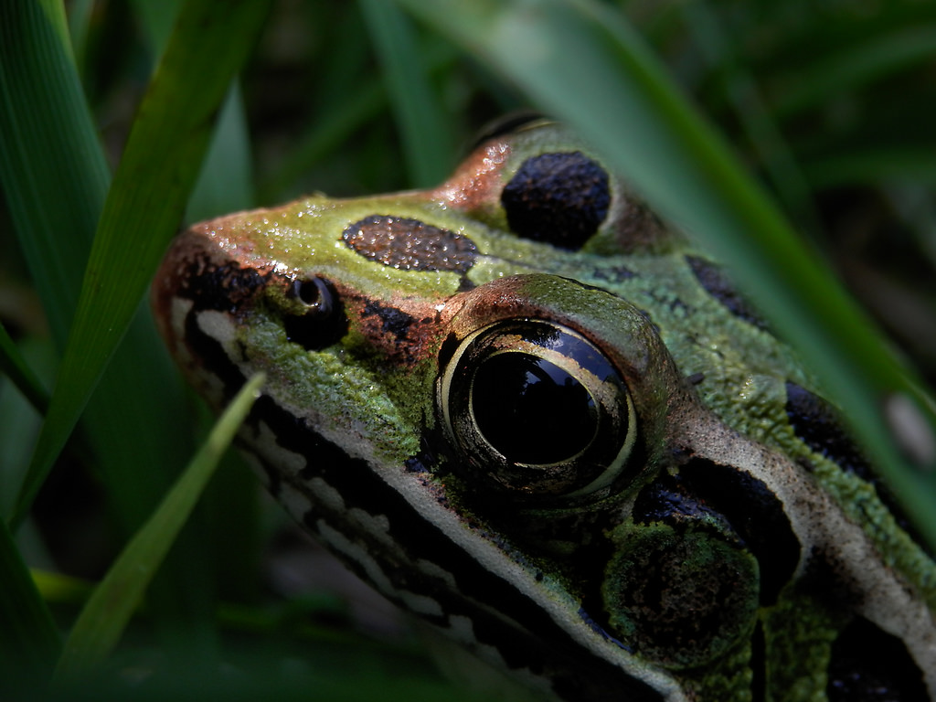 Northern leopard frog portrait
