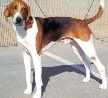 american foxhound puppies virginia state american foxhound american foxhound puppies virginia state american foxhound