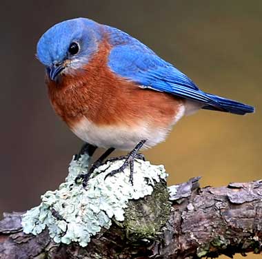 new york state bird eastern bluebird new york state bird eastern bluebird
