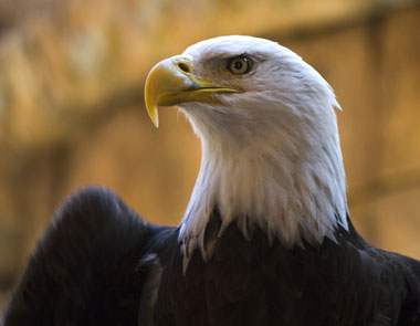 bald eagle national bird bald eagle national bird