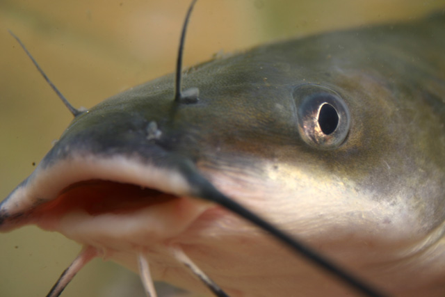 011fishchannelcatfish.jpg