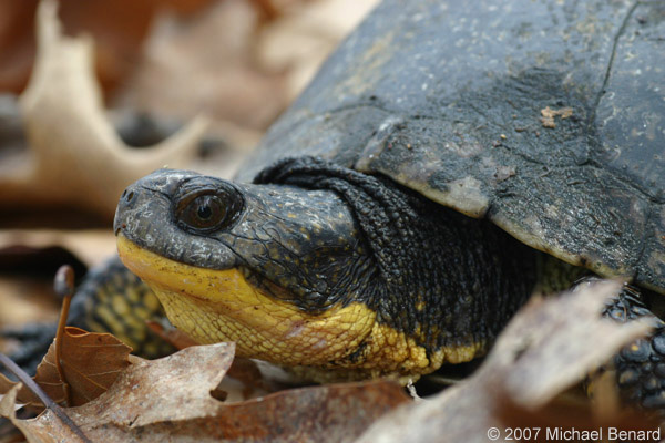 Minnesota State Reptile (proposed) | Blanding's Turtle