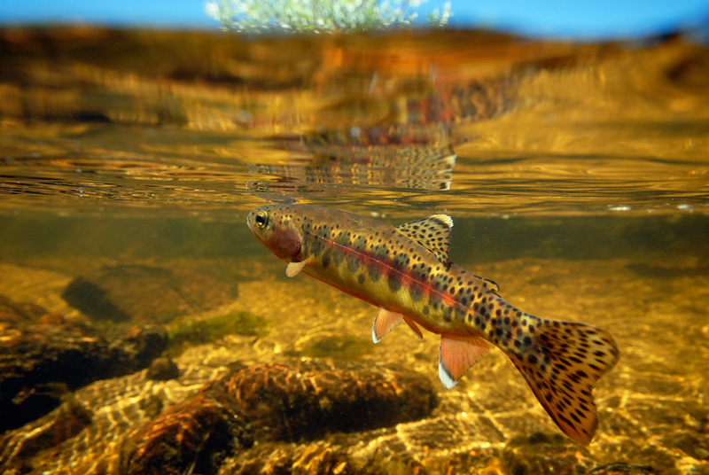 California State Fish | California Golden Trout