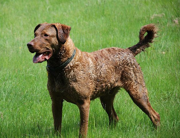 puppies maryland maryland state chesapeake bay retriever puppies maryland maryland state chesapeake bay retriever
