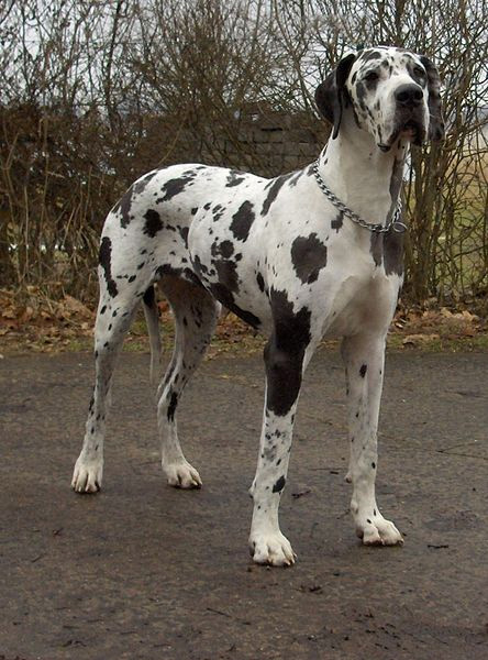 state dogs pennsylvania state great dane state dogs pennsylvania state great dane