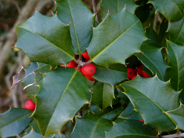 delaware state tree american holly michigan state christmas tree