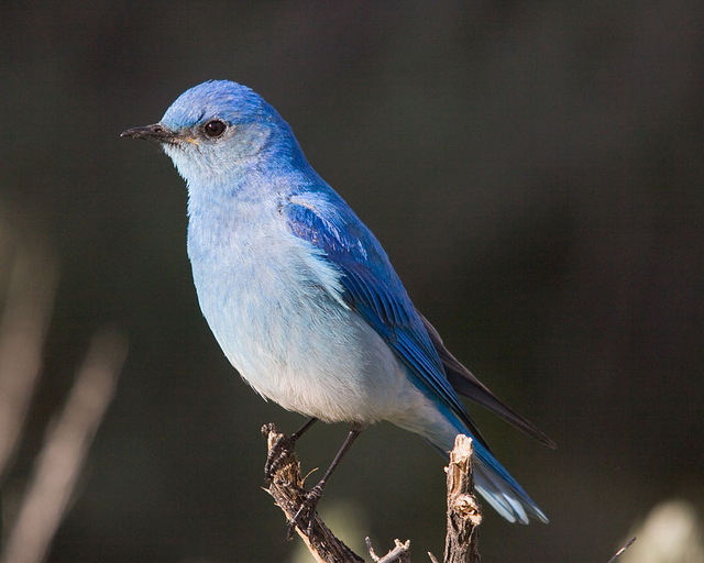 mountain bluebird state symbols usa mountain bluebird state symbols usa