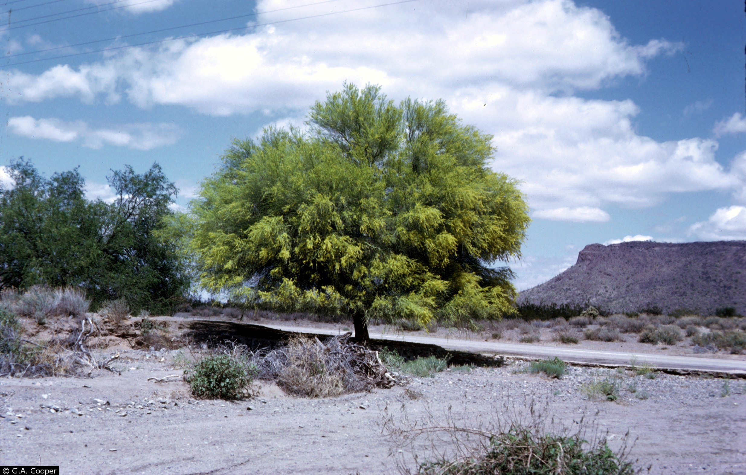 Palo Verde State Symbols USA