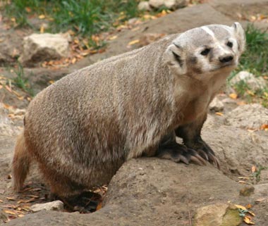 wisconsin state nickname the badger state wisconsin state nickname the badger state