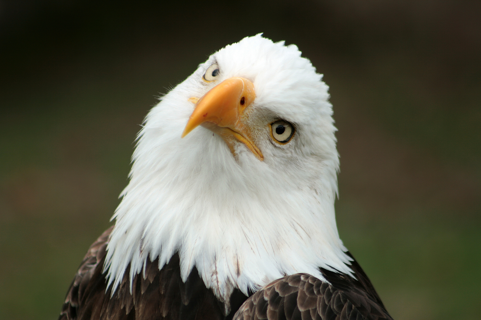 Bald Eagle | National Bird