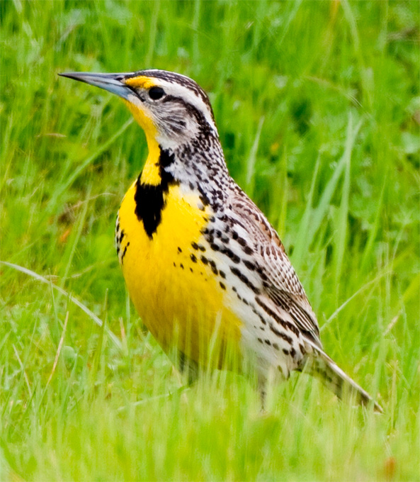 oregon state bird western meadowlark oregon state bird western meadowlark