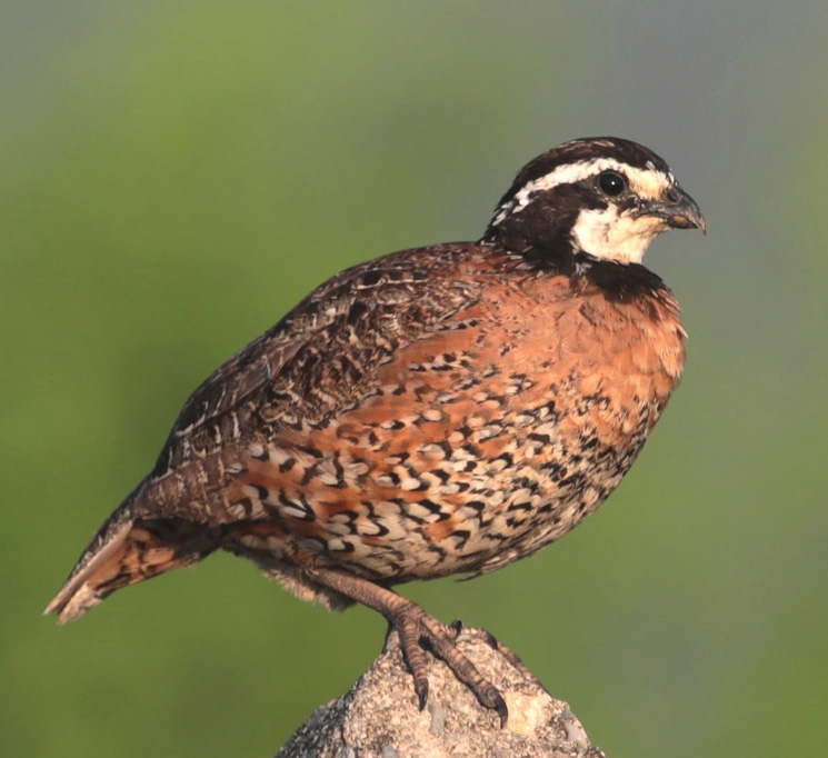 Bobwhite Quail State Game Bird State Symbols USA