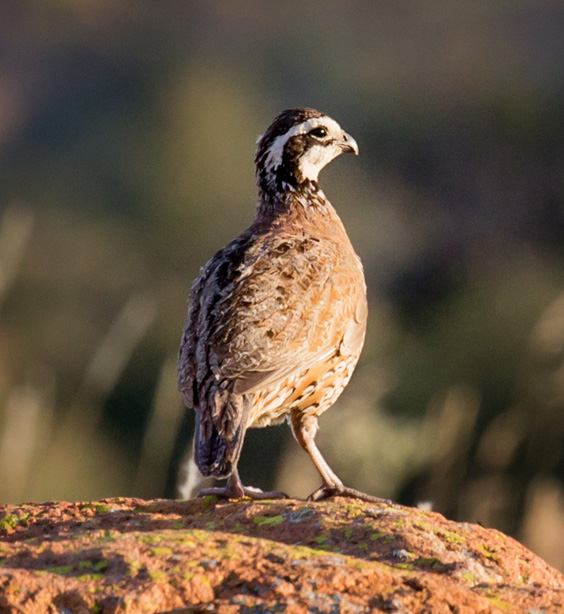 Bobwhite Quail | State Symbols USA