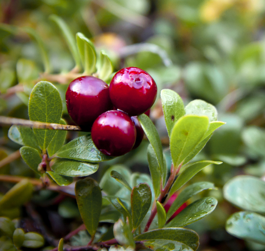 Massachusetts State Berry Cranberry