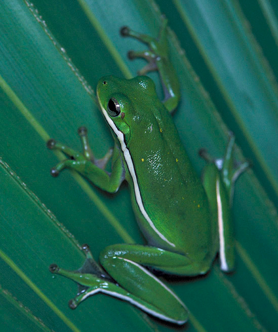 Green Treefrog State Amphibian State Symbols USA