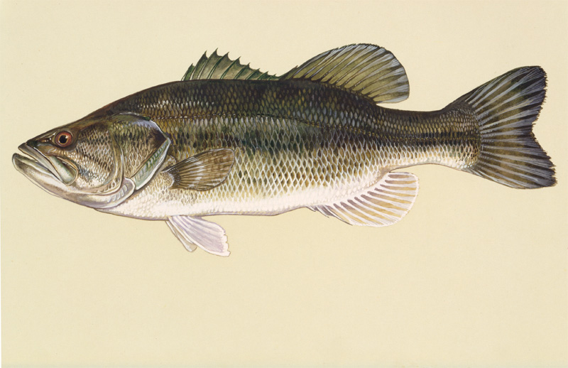Largemouth Bass State Fish | State Symbols USA