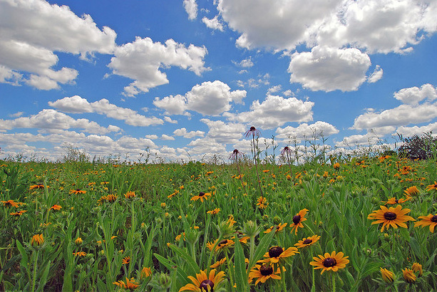 prairie images illinois state nickname the prairie state prairie images illinois state nickname the prairie state