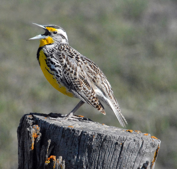 Western Meadowlark