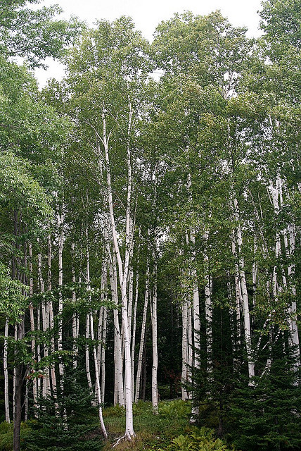 Stand of young white birch trees in Shelburne, New Hampshire; photo by 