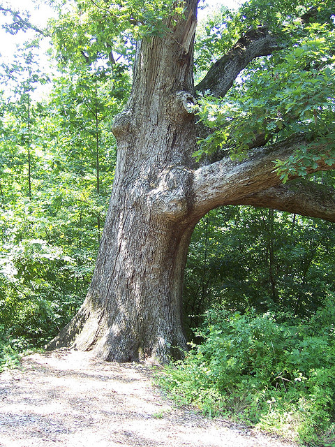Maryland State Tree| White Oak
