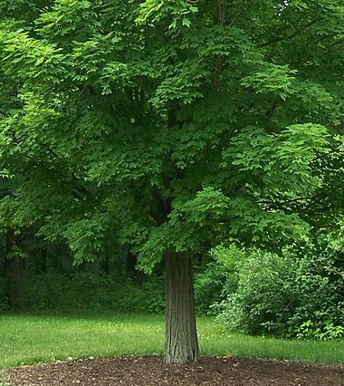 maple tree virginia sugar maple state symbols usa maple tree virginia sugar maple state symbols usa