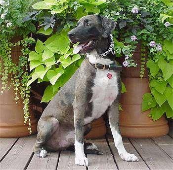 Catahoula leopard dog Catahoula leopard dog