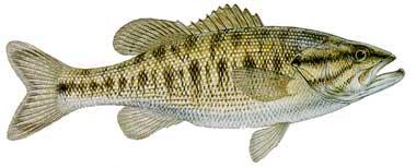Guadalupe bass Guadalupe bass