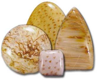 Polished petrified palmwood Polished petrified palmwood