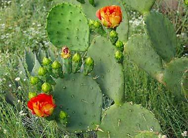 Prickly Pear Cactus in bloom Prickly Pear Cactus in bloom