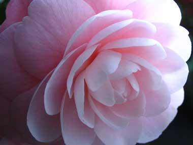 Pink camellia flower Pink camellia flower