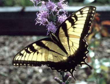 Eastern Tiger Swallowtail butterfly on flower Eastern Tiger Swallowtail butterfly on flower