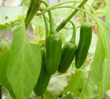 Jalapeño pepper plant Jalapeño pepper plant