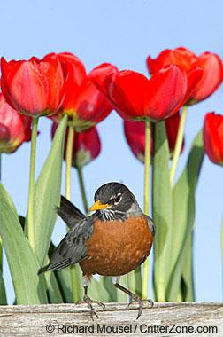 American robin in tulips American robin in tulips