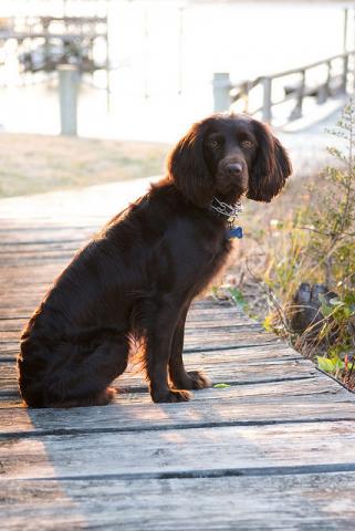 Boykin Spaniel Boykin Spaniel