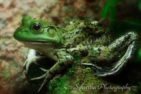 Bullfrog Bullfrog