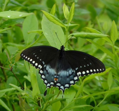 Spicebush swallowtail butterfly Spicebush swallowtail butterfly