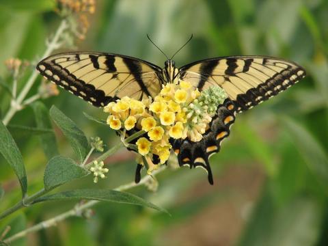 Tiger swallowtail butterfly Tiger swallowtail butterfly