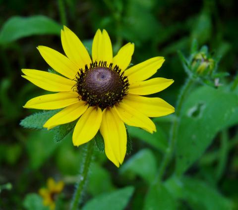 Black-eyed susan Black-eyed susan