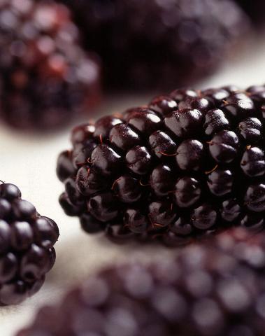 Blackberry Blackberry