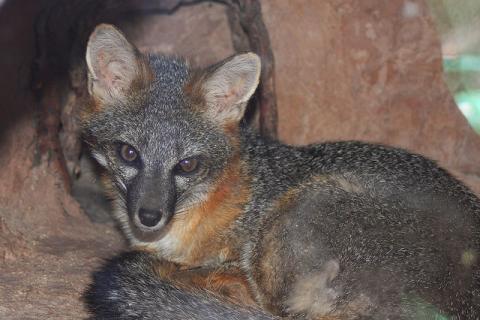 Gray fox Gray fox