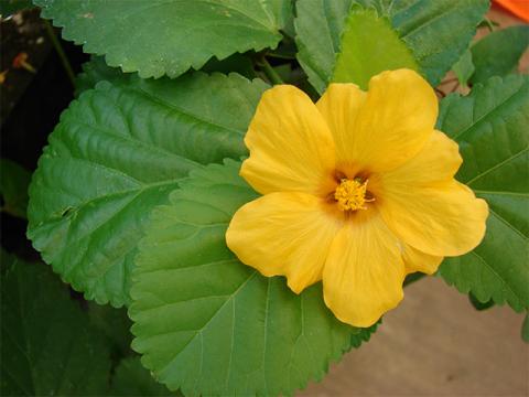 Pua `ilima flower Pua ilima flower