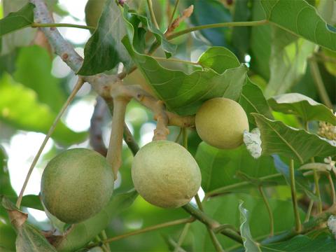 Green nuts on Kukui tree Green nuts on Kukui tree
