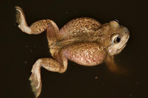 New Mexico spadefoot toad New Mexico spadefoot toad