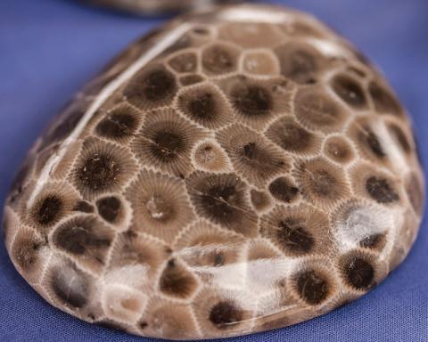 Polished petoskey stone Polished petoskey stone