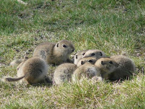 Richardson's ground squirrels Richardson's ground squirrels (flickertails)