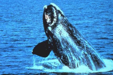 Northern right whale Northern right whale