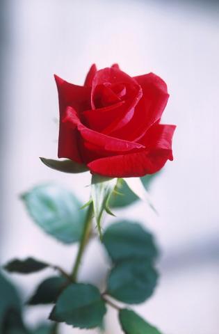 Rose: America's National Flower Rose: America's National Flower